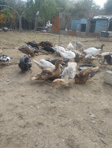 ruan ordək: Məhsul: Ev şəraitində bəslənən ördəklər (muskoviy/indo-ördəklər) — 5