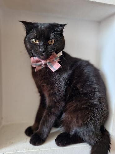 Quşlar: Dişi, Yaxşı əllərə, Pulsuz çatdırılma — 2