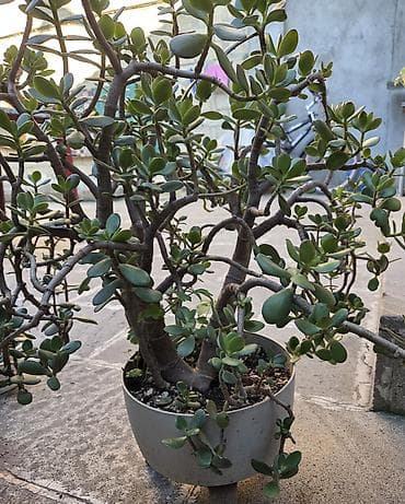 agac gulleri: 💵 Pul gülü (Crassula ovata) – iri, budaqlı sukulent 💵 Crassula ovata — 4