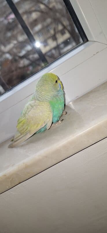 Quşlar: Məhsul: Dalmatian rəng çaları olan dimdikli, yaşıl-mavi-sarı tonlarda — 8