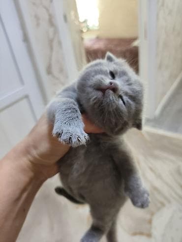 mingəcevir pişik: Şotland yastı qulaq — 5