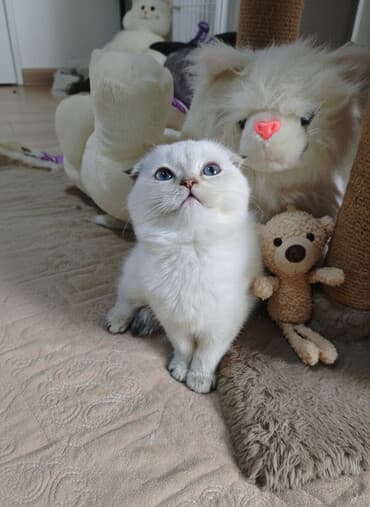 bala pişik adları: Şotland yastı qulaq — 2