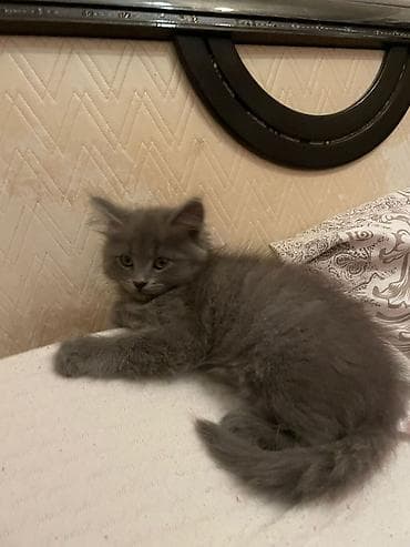 pisik balalari: Britan, Dişi, Yaxşı əllərə, Ödənişli çatdırılma — 8