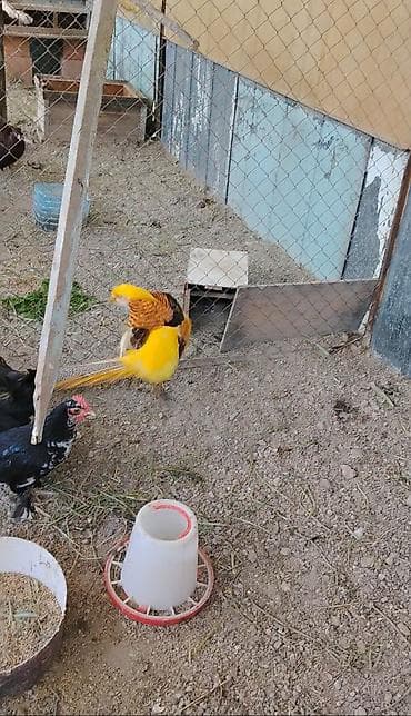 Limon qirqovul cutu 260 m.Cavandilar saglamdilar at lalafo.az Limon qirqovul cutu 260 m.Cavandilar saglamdilar
