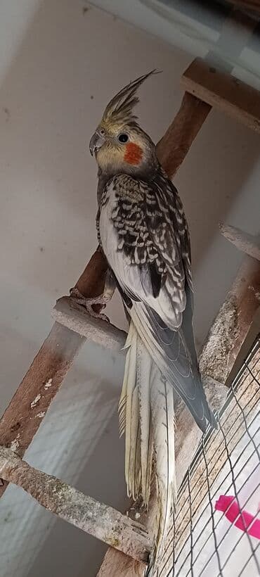 ucuz göyərçinlər: Məhsul: Nimfa tutuquşuları (Cockatiel) Xüsusiyyətlər: - Rənglər — 4