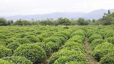 Ət məhsulları: Məhsul: Təbii Məhsullar – Astara qalibi, 100% ORQANİK assortimenti — 3