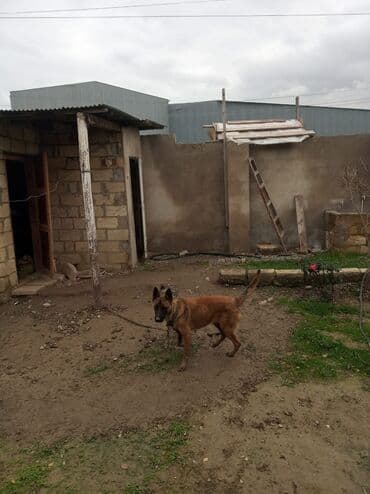 alman qurdu it: Belçika çoban iti, 2 il, Dişi, Peyvəndli, Ünvandan götürmə — 4