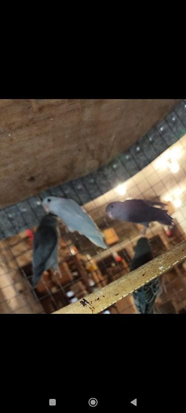 sebzi qusu: Folpus quşları dünyanın ən balaca quşları Varabınnıy papuqay Sevgi — 10