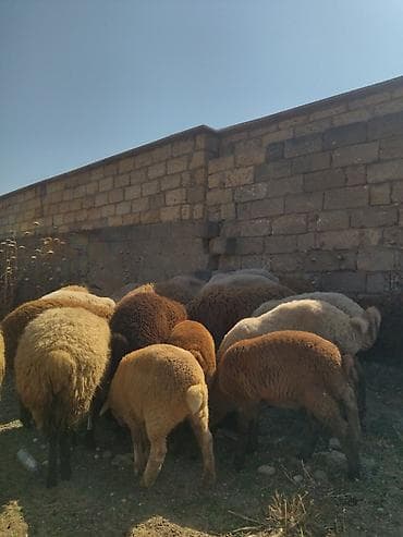 Quzu: Quzular satılır aralarında analı balalı, qoç,erkek və dişi quzular həm — 4