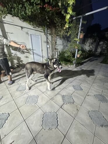 it alanlar: Qurdbasar, 8 ay, Erkek, Peyvəndli, Ünvandan götürmə — 2