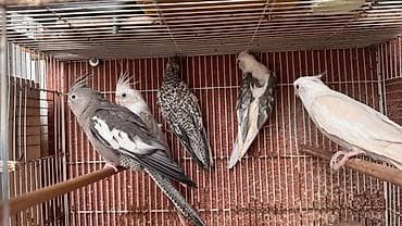 əbabil quşu: 5 dənəsi Korella yanaqsız 2 hazır cütdü 1 tək bala alınıb hazırda yuva — 2