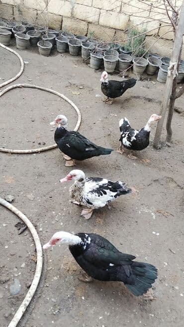 Куры: Самка, | Lal ordek, Для разведения — 4