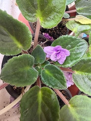 qarisiq sekiller: Fialka Bənövşə (Saintpaulia) – bənövşəyi-çəhrayı, çoxqatlı (yığcam — 2