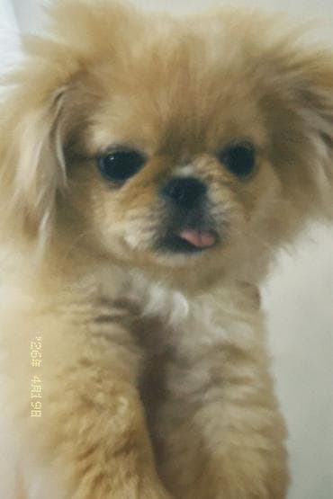 spits itleri: Pekines, 5 ay, Dişi — 3