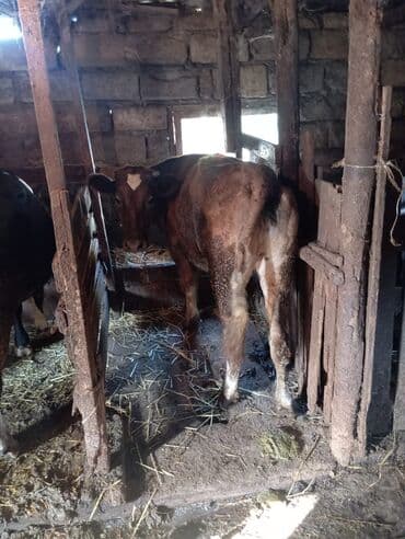 ingilis setter it cinsinin digər adı: Satışda – yerli mal-qara təsərrüfatı üçün sağlam danadır — 1