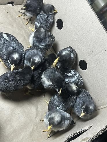 Toyuq cücələri, Damazlıq, Ünvandan götürmə, Ödənişli çatdırılma — 1