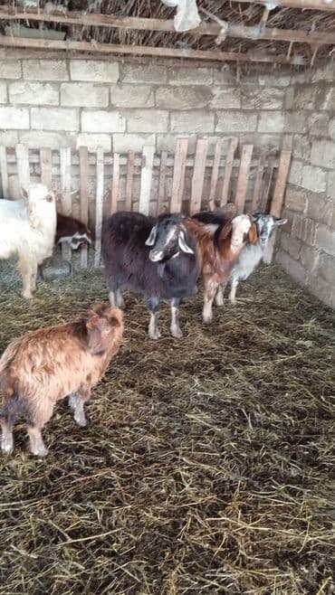 Гуси: Təcili satılır ehtiyac var Real alıcılar mesaj yazsın nömrə 050 967 27 — 3