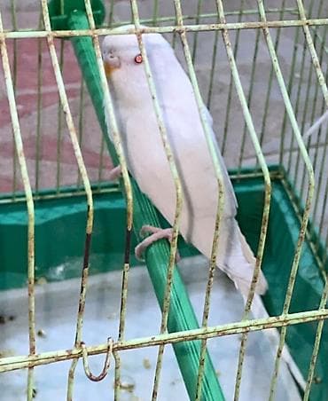 qus satisi: Tutuquşu-Albinos qırmızı göz Lutino. Dişidir.Barter olar(Baxır nəylə) — 2