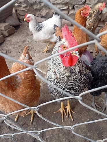 K/t heyvanları və malları: Təsvir: Xarqov xoruzu satilir 2ədəd ikisi 50manat — 4