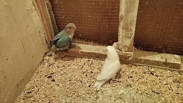 ucuz dana: Məhsul: Sevda papuqaları (lovebird) Təsvir: - Şəkillərdə müxtəlif — 4