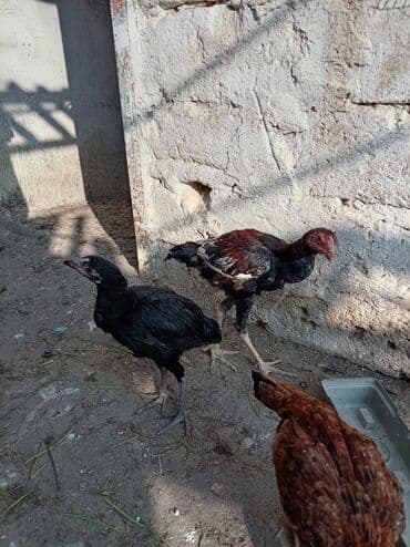 xarkov sortu toyuq: Toyuq, Yumurtalıq — 7