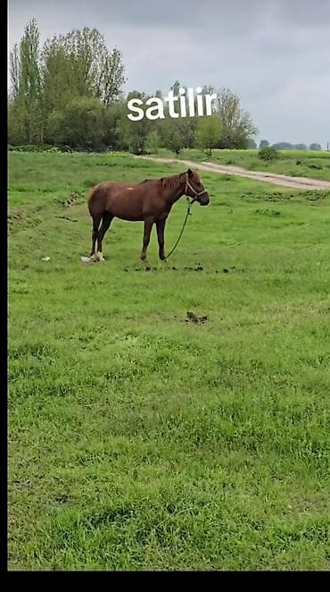 40 yoqa yeryir 5 yaşi var — 1