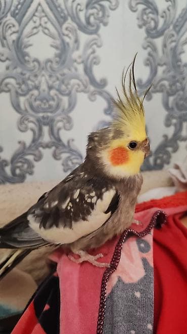 Gəmiricilər: ‼️ Təcili Satılır ‼️ Korella bir cüt. Ələ öyrənib rucnoydu dişləmir — 5