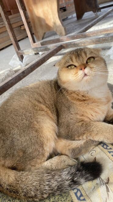 anqora pişik: Şotland yastı qulaq, Dişi, Yaxşı əllərə — 1