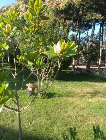 Sifarişlə əl işləri: Umumi temizlik umumi abadlik biz gelib heyeti umumi seliqeye salirik — 16