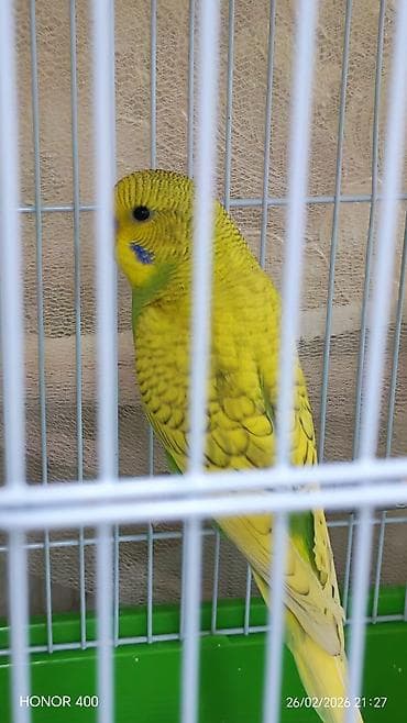 Gəmiricilər: Valnitsi tutuquşulardi bala quşlardi sari quş digərlərindən — 5