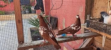 goyercin berde: Erkey maya cutu 55 manata — 6