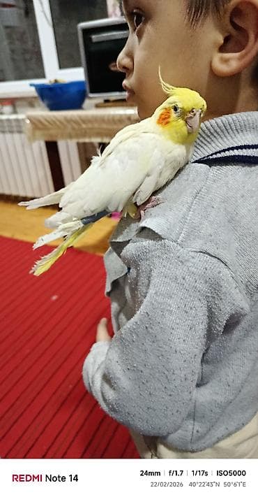 Digər quşlar: Salam her kese korella satilir 6 ayliqdi elde durur dislemir cox — 4