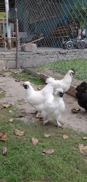 quş qefesleri: Pon Pon cütü 55 azn — 2