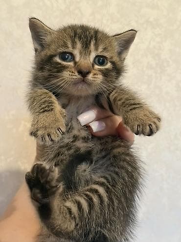 Tabbi, Yaxşı əllərə