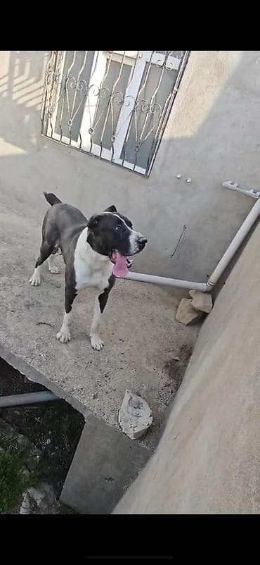 1 aylık doberman: Alabay, 2 il, Erkek, Peyvəndli — 2