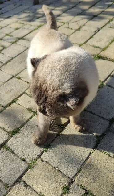 pişik çantasi: Şotland yastı qulaq, Erkək — 2
