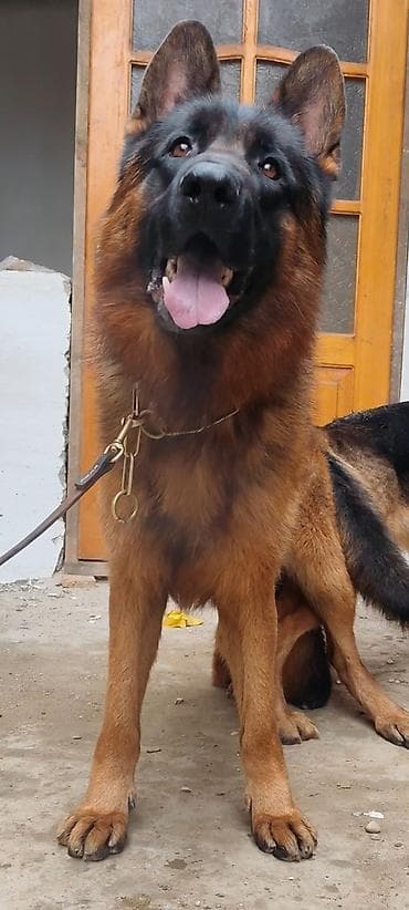 Alman çoban iti, 2 ay, Dişi, Sənədli, Ünvandan götürmə lalafo.az -da Alman çoban iti, 2 ay, Dişi, Sənədli, Ünvandan götürmə