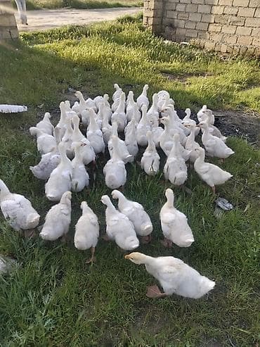 Гуси: Ağ rəngli cücələr – qaz balaları (qaz pişkaları) - Növ: ev qazi - — 1