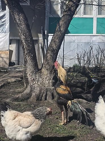 Бараны, овцы: Sarı-qara rəngli xoruz - Uzun quyruqlu, incə quruluşlu, hündürboy — 5