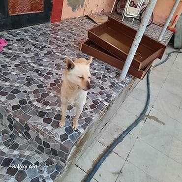 balaca boyumeyen itler: Şpitz — 2