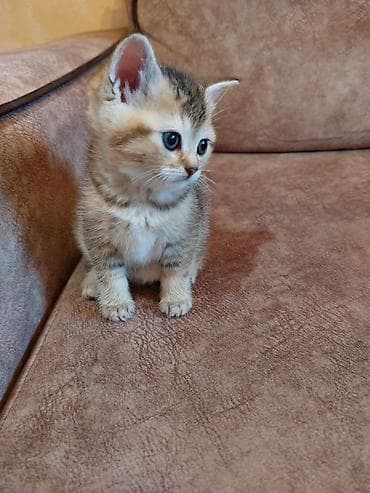 ordək bala: Britan, Erkək, Dişi, Yaxşı əllərə, Ünvandan götürmə, Pulsuz çatdırılma, Ödənişli çatdırılma — 4