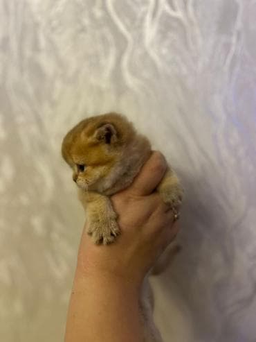 Gəmiricilər: Şotland yastı qulaq, Dişi, Yaxşı əllərə, Ünvandan götürmə, Pulsuz çatdırılma, Ödənişli çatdırılma — 1