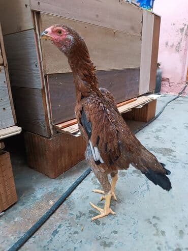 cucələrin satışı: Toyuq cücələri, Damazlıq — 1