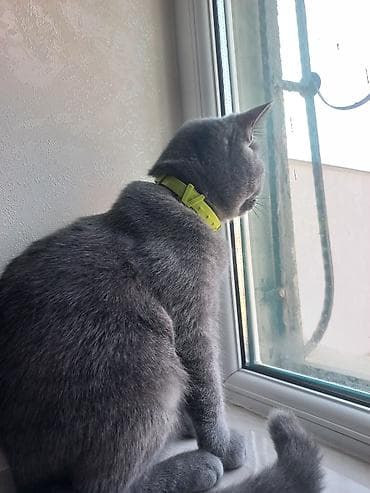 şotlan pişiyi: Britan, Dişi, Yaxşı əllərə, Ünvandan götürmə — 7