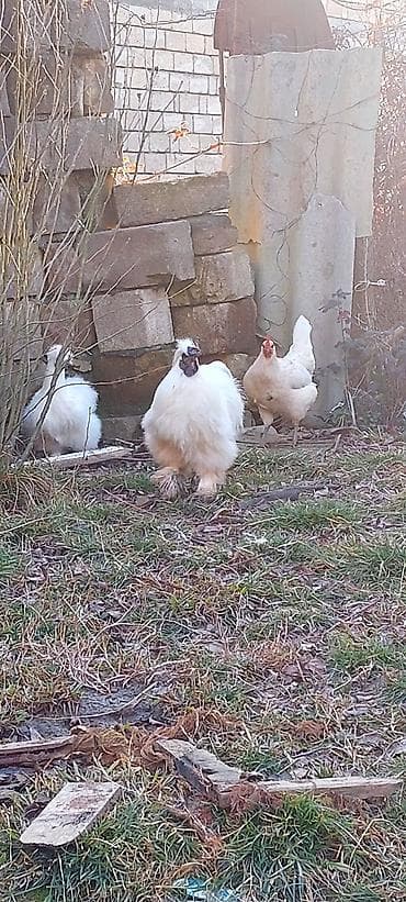 Akvariumlar: Pompom toyuqlarin mayali yumurtasi unvan lenkeran — 4