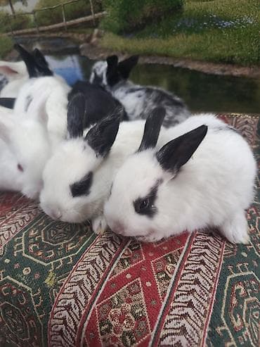 bildircin balası: Dovşan yemi 1kq 2-azn Bala Dovşanlar 5-azn Topdan Tək tək satışı 10 — 6