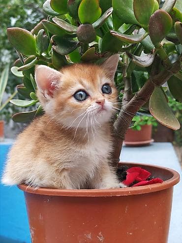 cins pisik satisi: Qızıl şinşilla — 4
