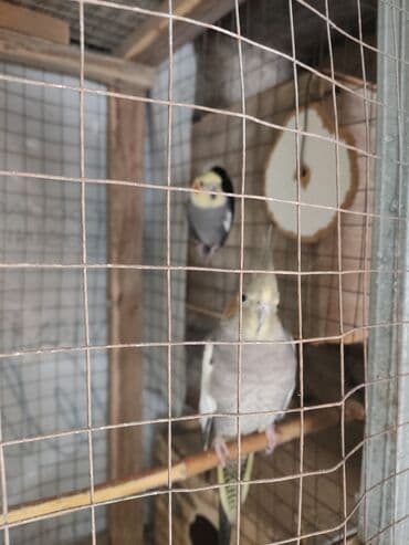 hazır hicablar: Hazır cüt korella quşları satılır. yumurta üçün yuvaya giriblər. ünvan — 3