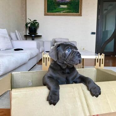 sibir xaskisi iti: Kane-Korso — 1