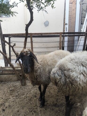 simmental inək cinsi: Dişi, il: 4, 60 kq, Ətlik, Ünvandan götürmə — 11